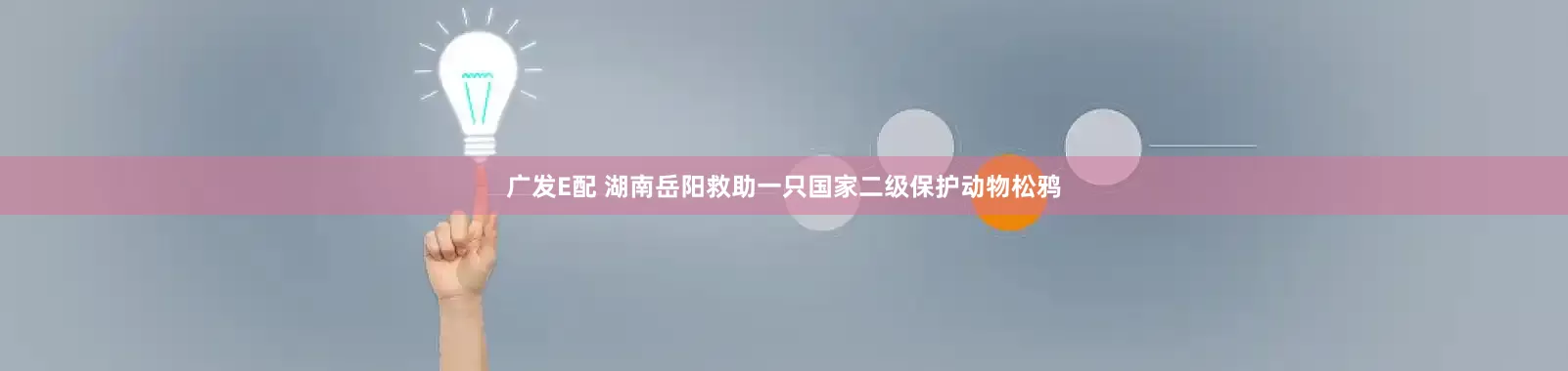 广发E配 湖南岳阳救助一只国家二级保护动物松鸦
